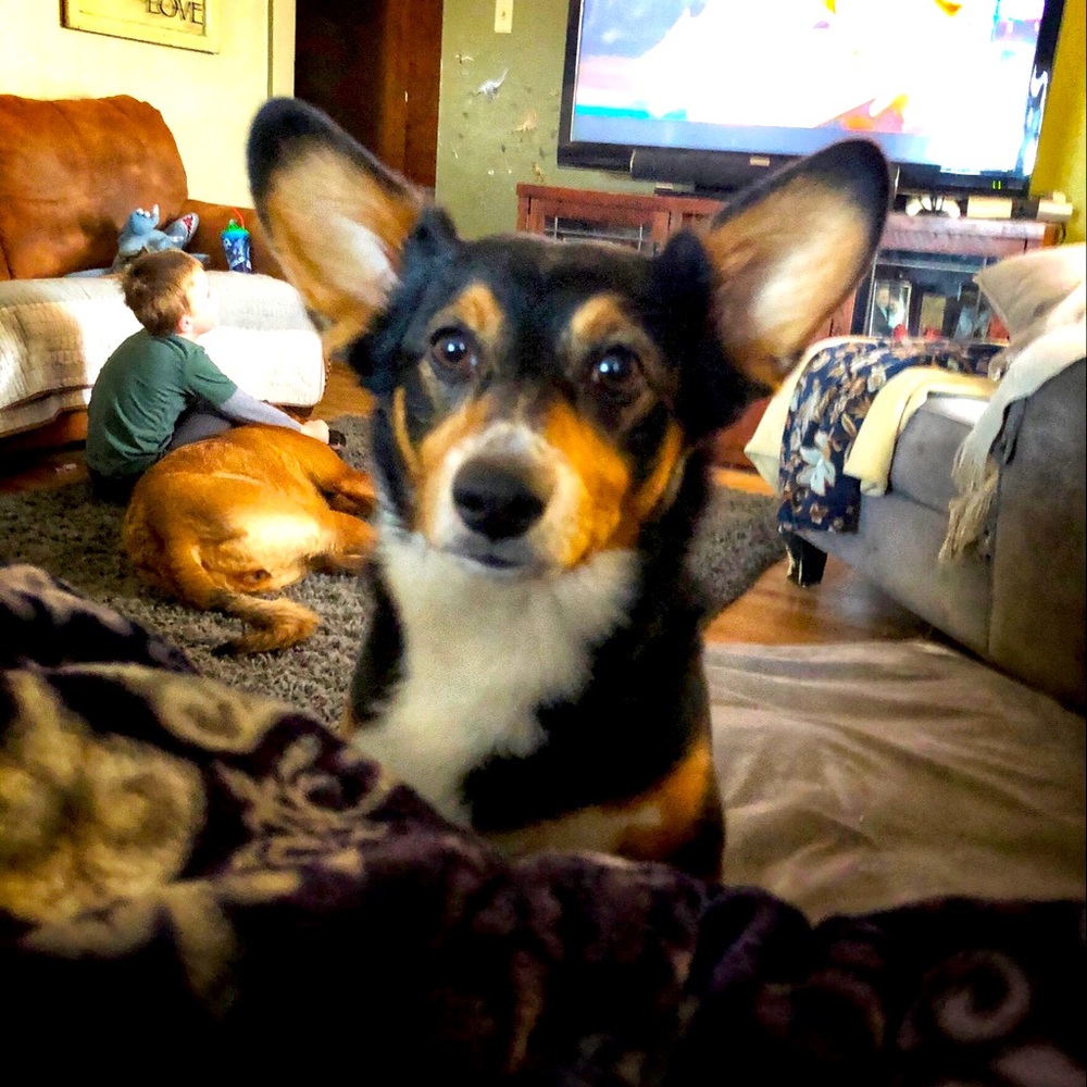 NonSmoking Home but Dog Friendly